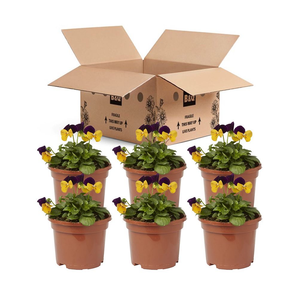 Viola Orange jump up Autumn Bedding plant 10.5cm, Pack of 6