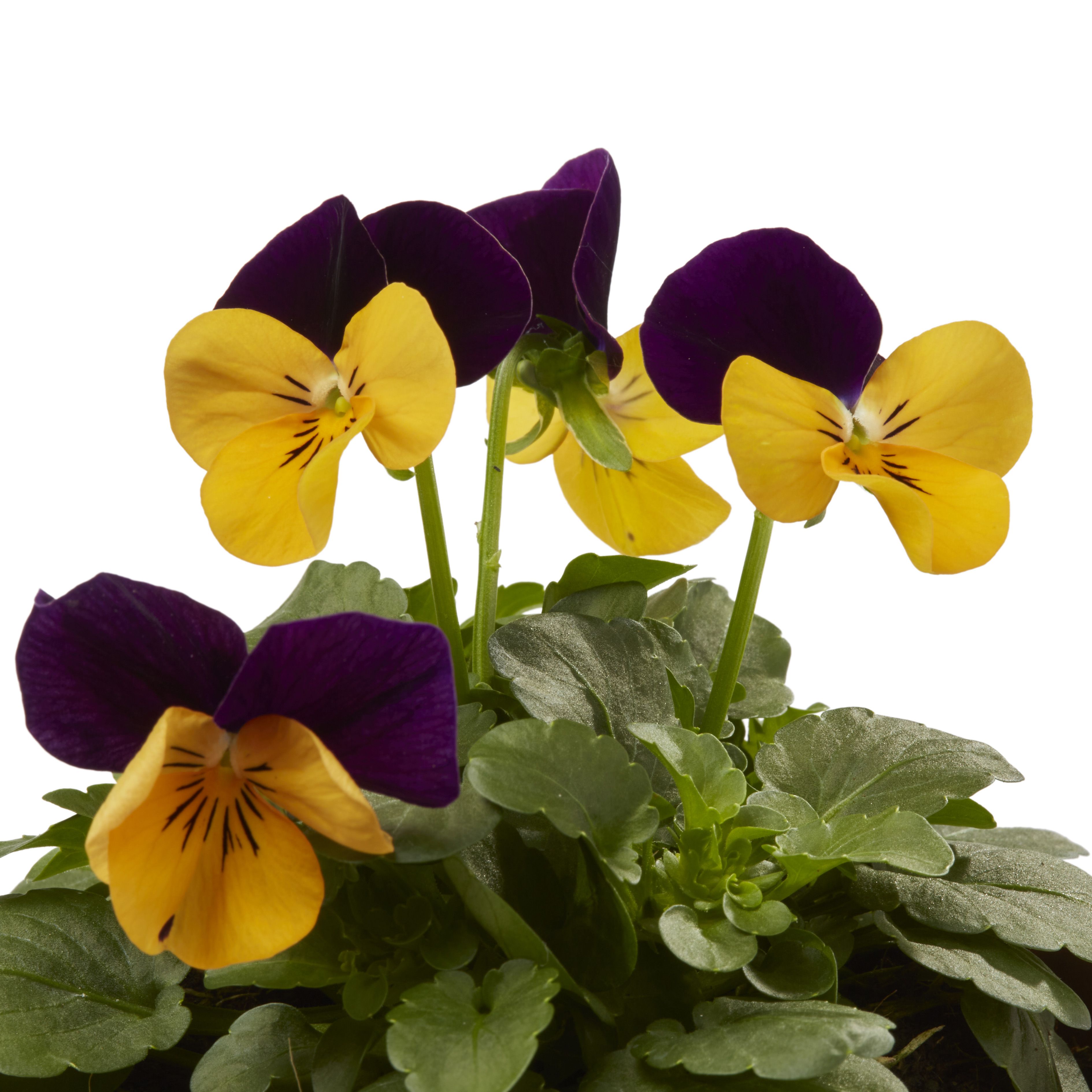 Viola Orange jump up Autumn Bedding plant 10.5cm, Pack of 6