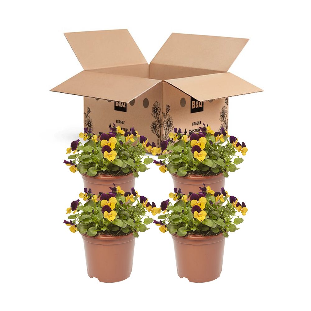 Viola Orange jump up Spring Bedding plant 13cm, Pack of 4