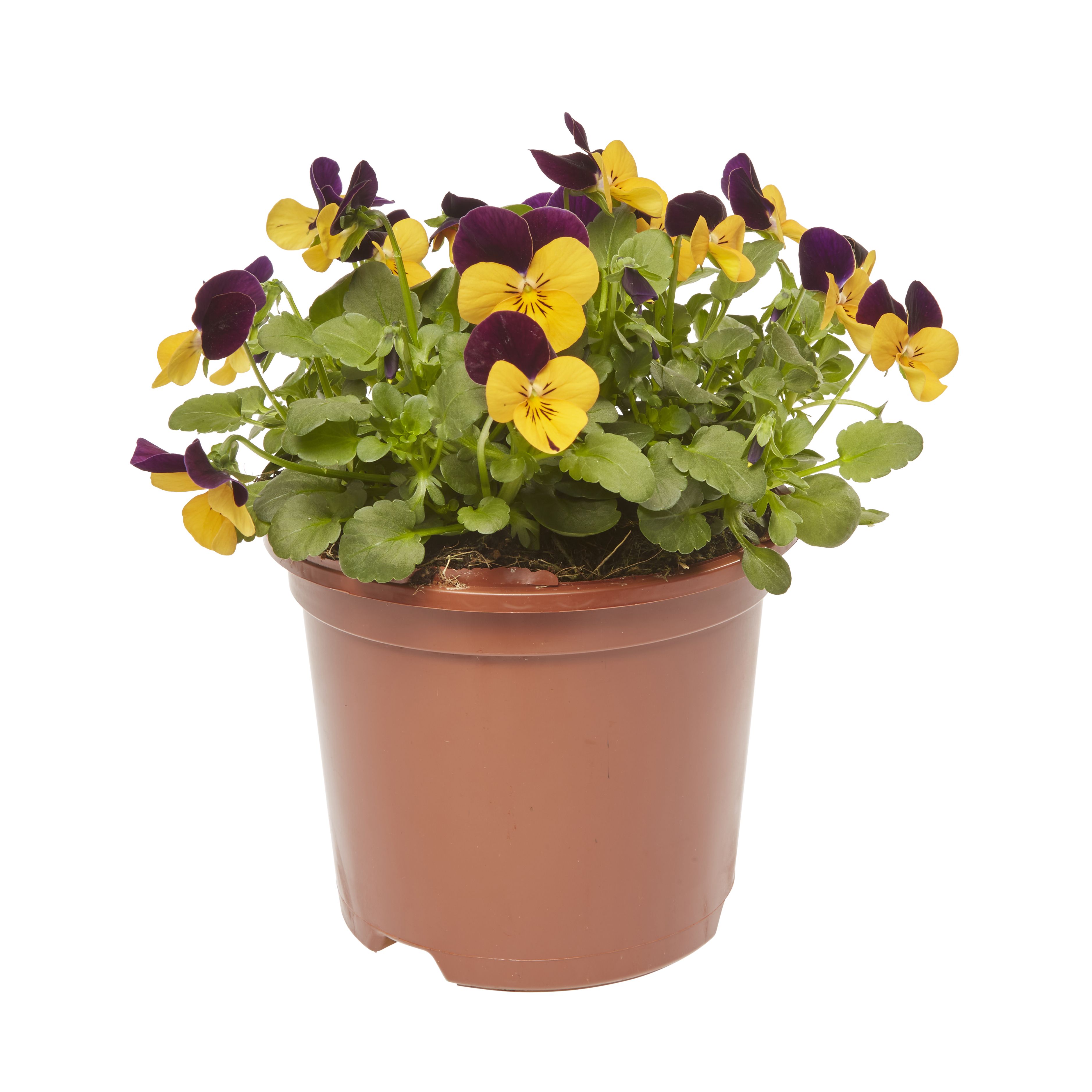 Viola Orange jump up Spring Bedding plant 13cm, Pack of 4