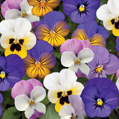 VIOLA PASTEL SHADES COLLECTION