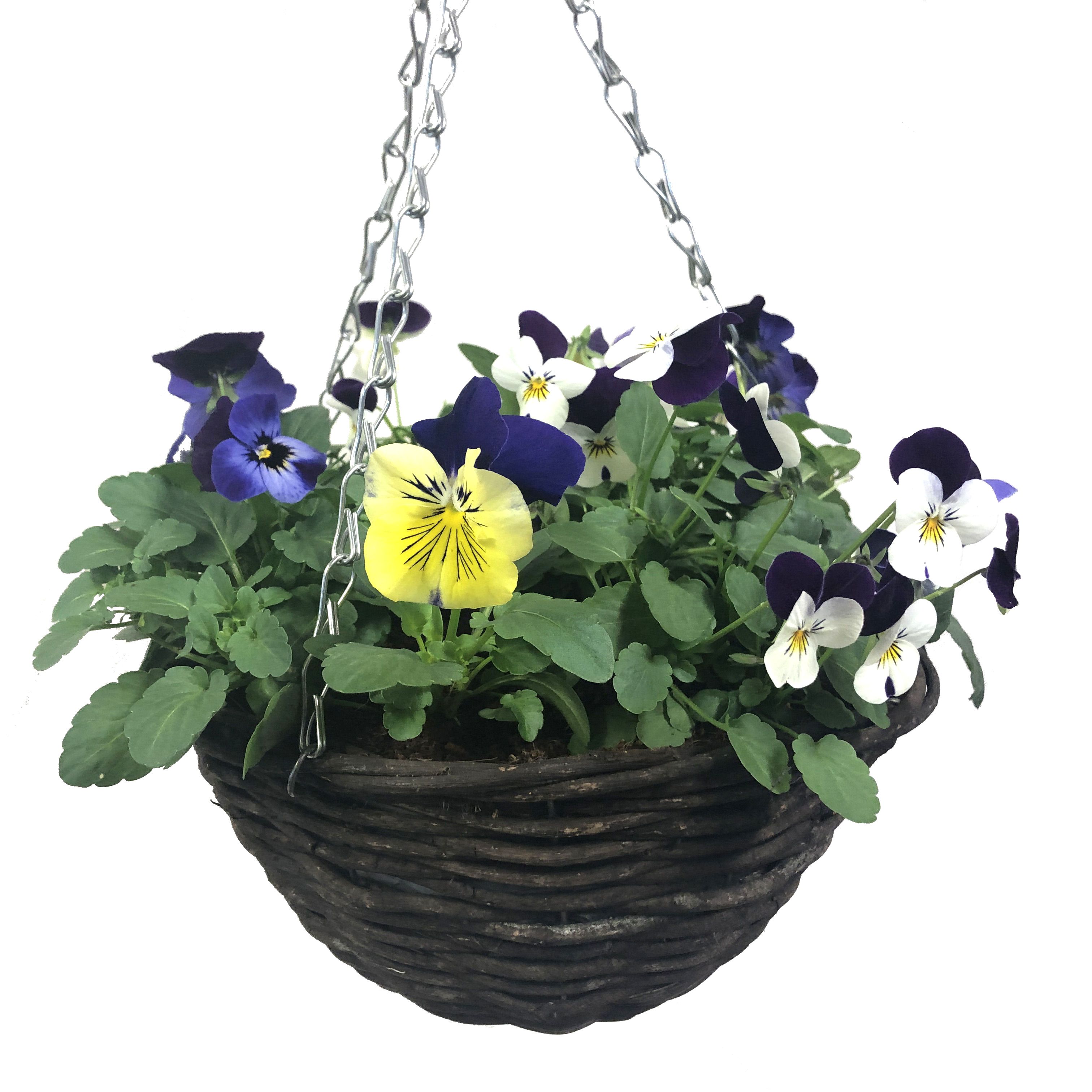 Viola Planted hanging basket 250 | DIY 