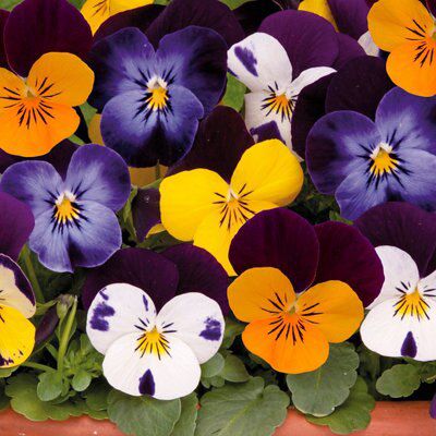 Viola Shrub
