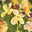 Wallflower Mixed Autumn Bedding plant 10.5cm, Pack of 6