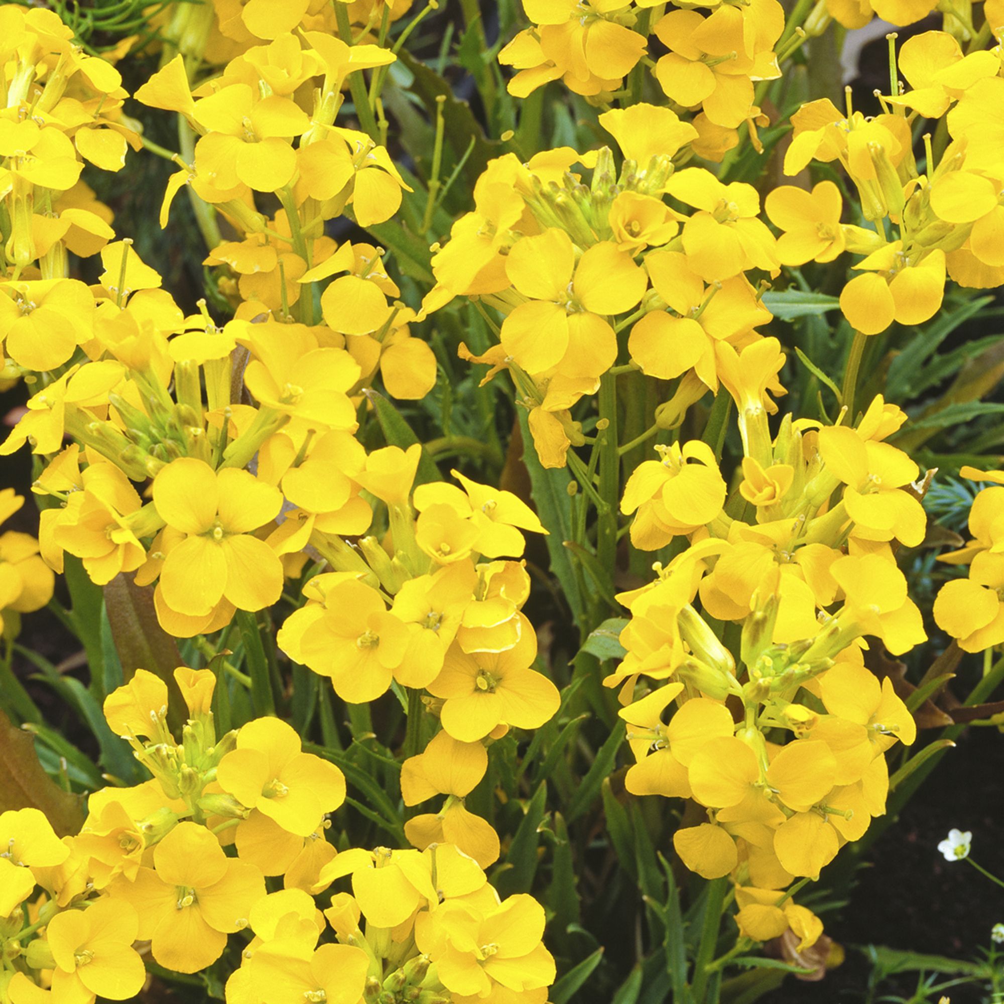 Wallflower Mixed Autumn Bedding plant 10.5cm, Pack of 6 DIY at B&Q