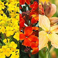 Wallflower Mixed Autumn Bedding plant 10.5cm, Pack of 6