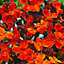 Wallflower Sunset Autumn Bedding plant 17cm, Pack of 2