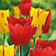Washington & apeldoorn Tulip Flower bulb, Pack