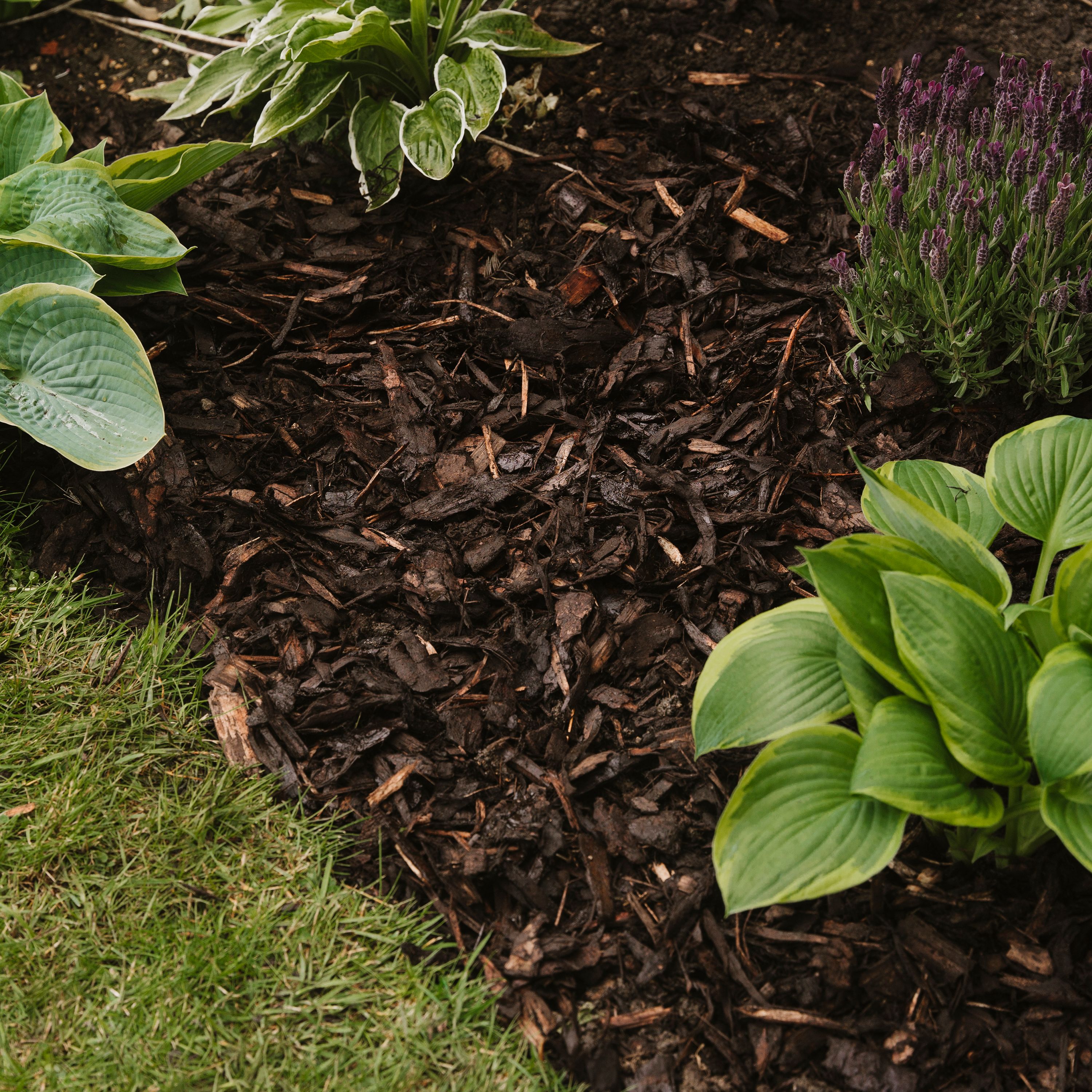 Westland Landscape Brown Large Bark chippings 100L Bag