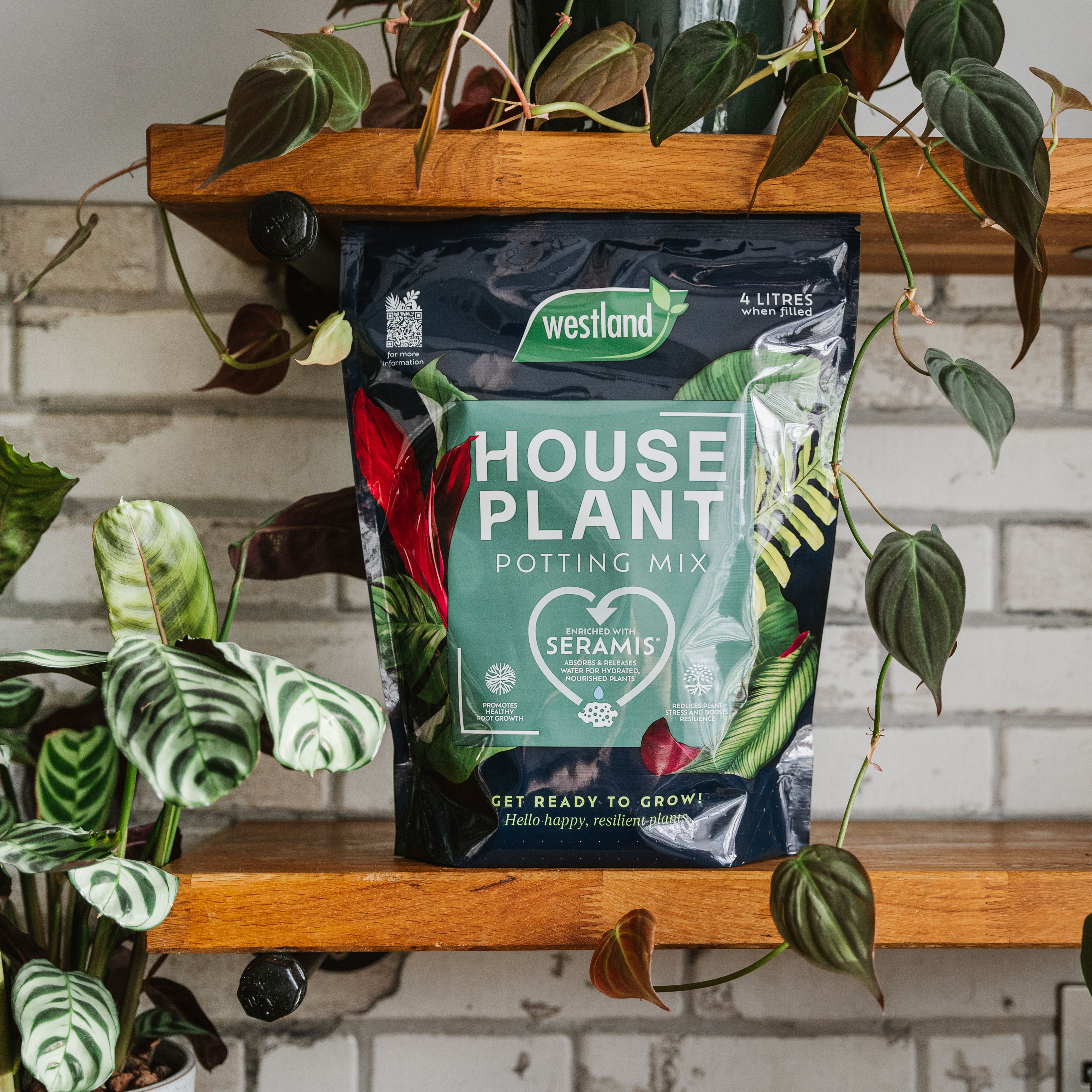 variegated peace lily plant Spathiphyllum Peace Lily Variegated – Okanoka