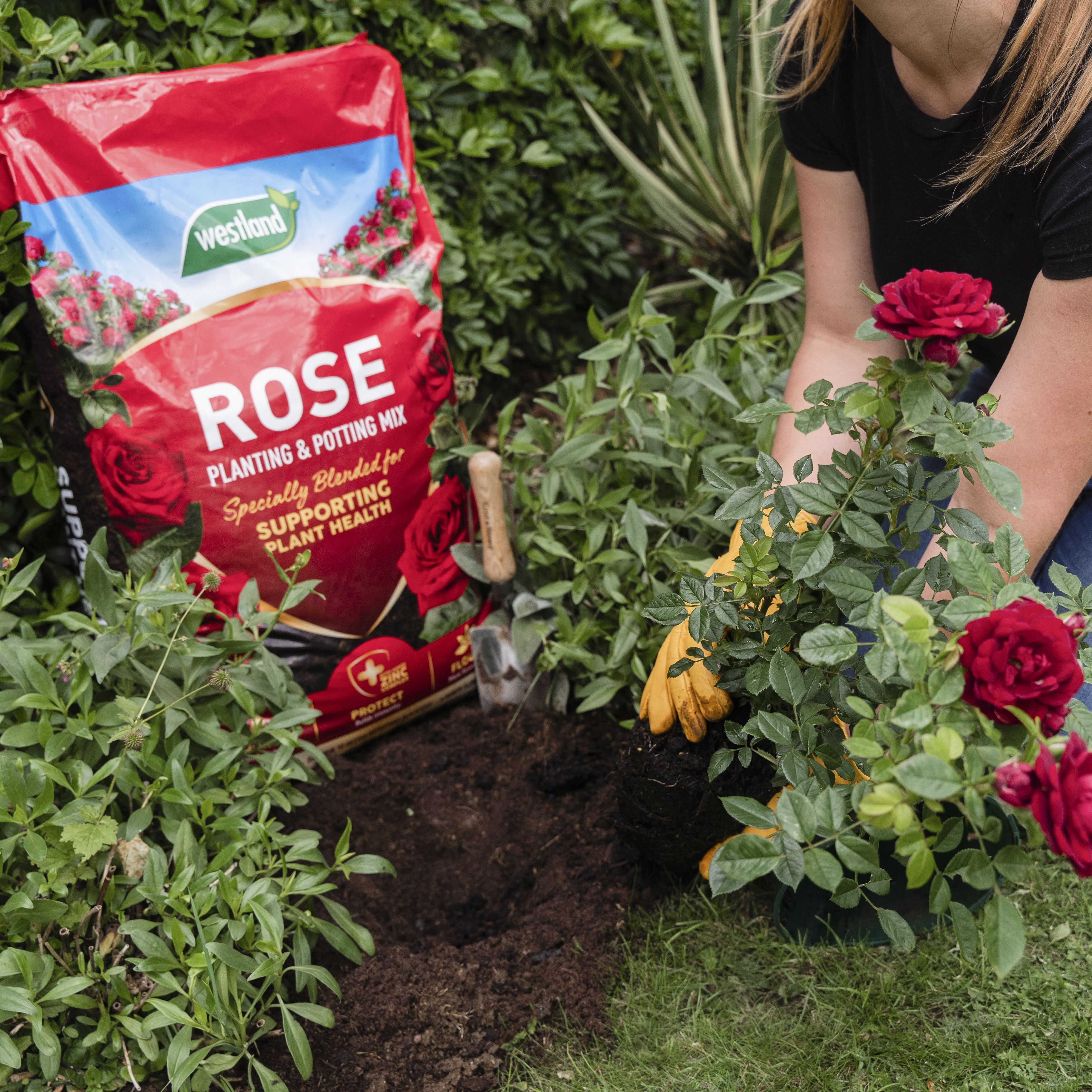Catherine's Rose supporting the Royal Marsden cancer charity at B&Q