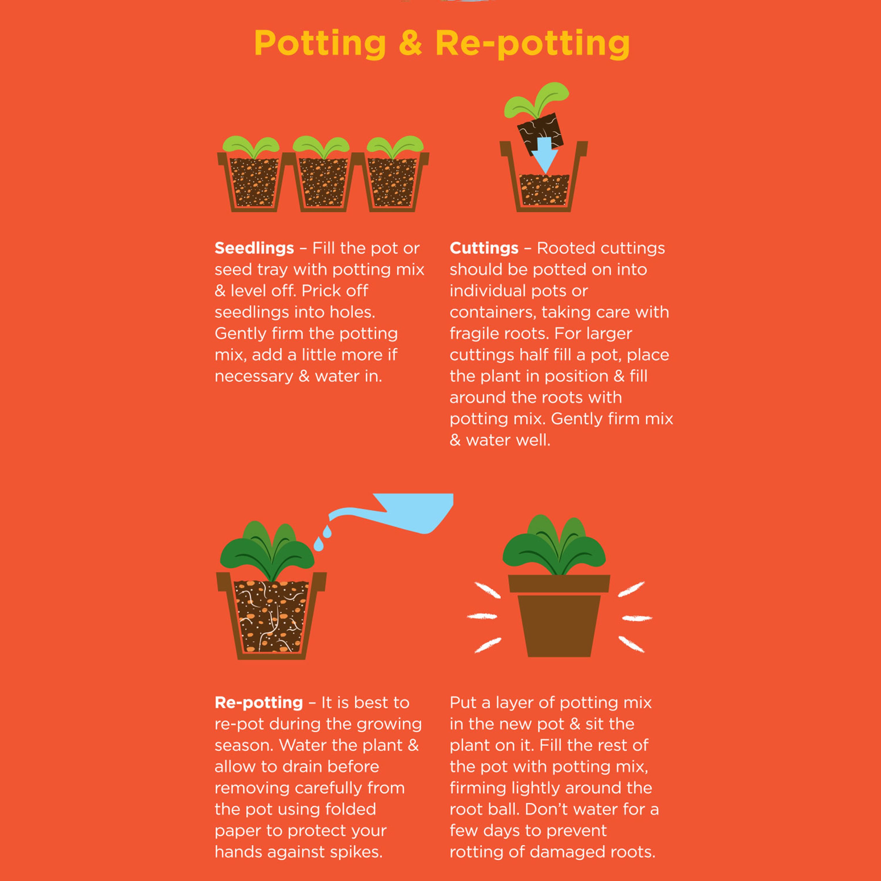 Westland Potting mix Peat-free Cacti & succulent Compost 4L