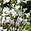 White Agapanthus Flower bulb