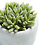 White Cactus Decorative plant