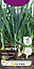 White lisbon spring onion Spring onion Seed