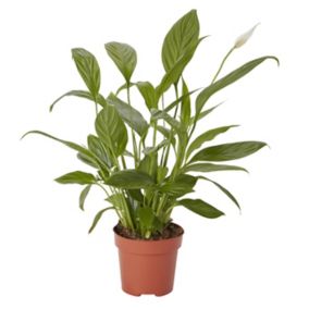 White Peace lily in 12cm Terracotta Flowering plant Plastic Grow pot