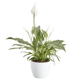 White Peace lily in 14cm White Flowering plant Ceramic Decorative pot