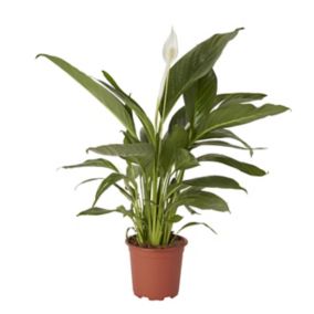 White Peace lily in 17cm Terracotta Flowering plant Plastic Grow pot