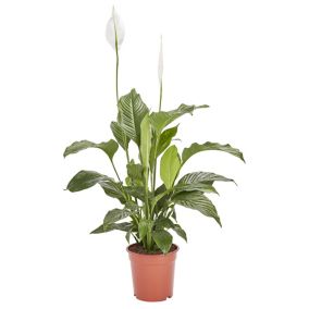 White Peace lily in 21cm Terracotta Flowering plant Plastic Grow pot