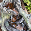 Woodland twist Water feature with LED lights (H)47cm