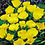 Yellow queen Primrose Seed