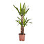 Yucca in 19cm Terracotta Plastic Grow pot