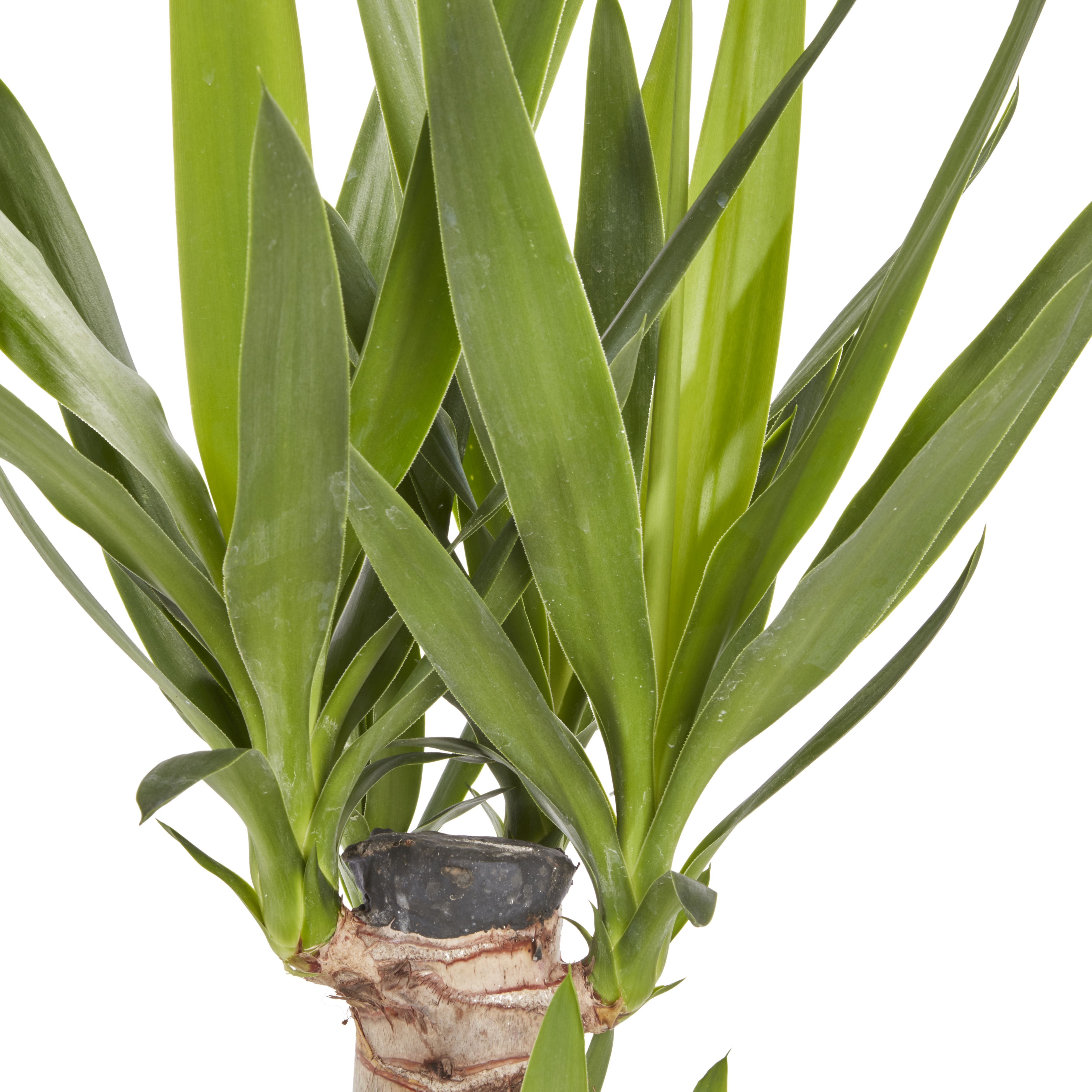 Yucca in 19cm Terracotta Plastic Grow pot