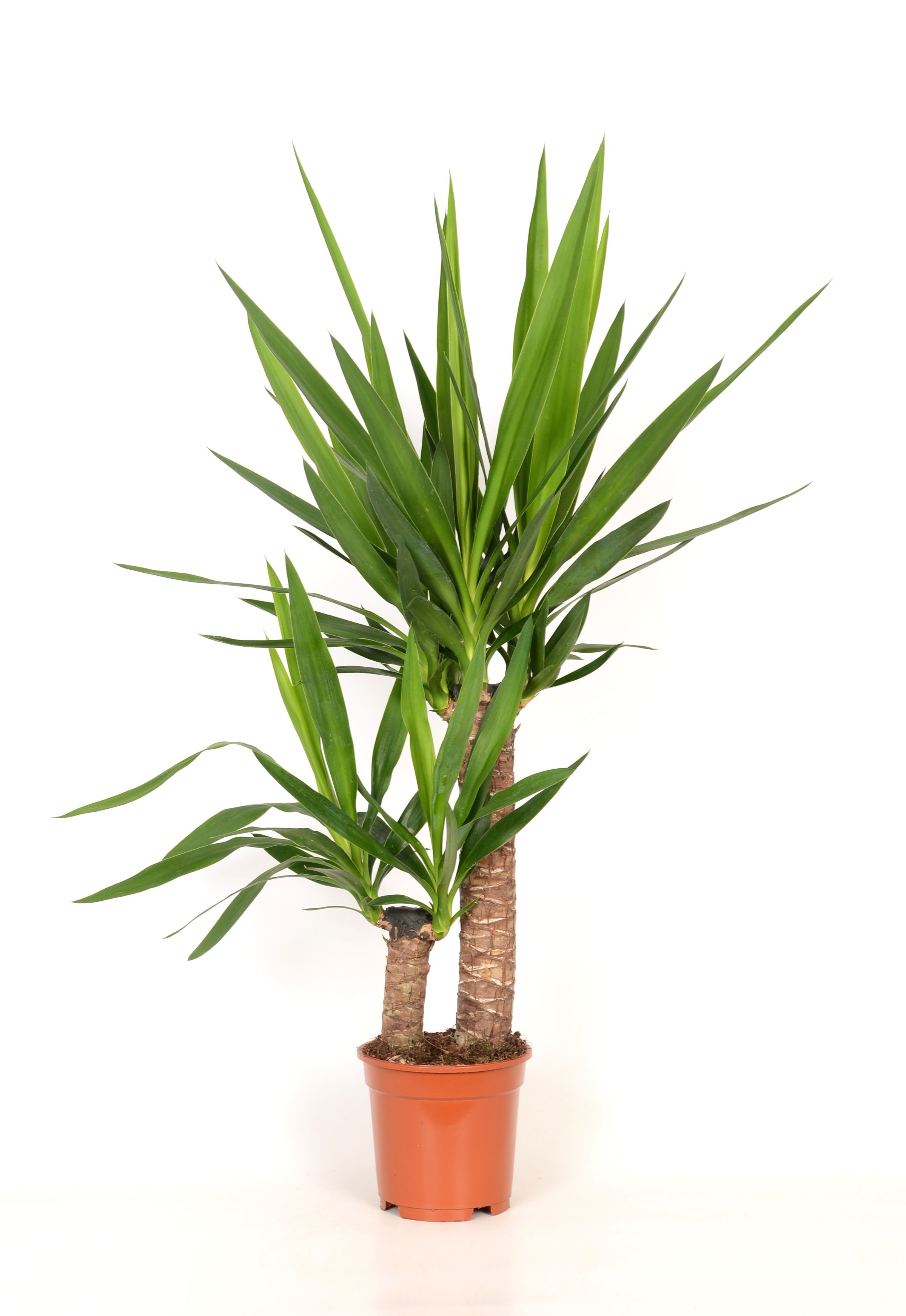 Yucca in 24cm Pot | DIY at B&Q