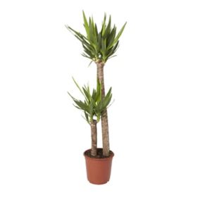 Yucca in 24cm Terracotta Foliage plant Plastic Grow pot