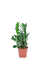 Zamioculcas zamiifolia Zamiolculcas in 11cm Terracotta Plastic Grow pot