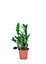 Zamioculcas zamiifolia Zamiolculcas in 11cm Terracotta Plastic Grow pot