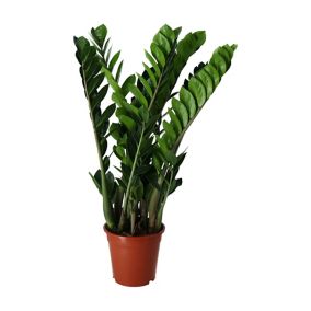 Zamioculcas zamiifolia Zamiolculcas in 21cm Terracotta Plastic Grow pot