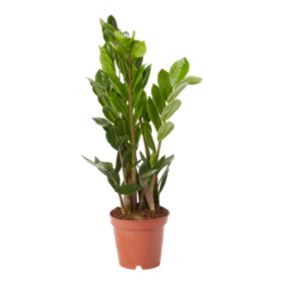 Zamiolculcas in 11cm Terracotta Foliage plant Plastic Grow pot