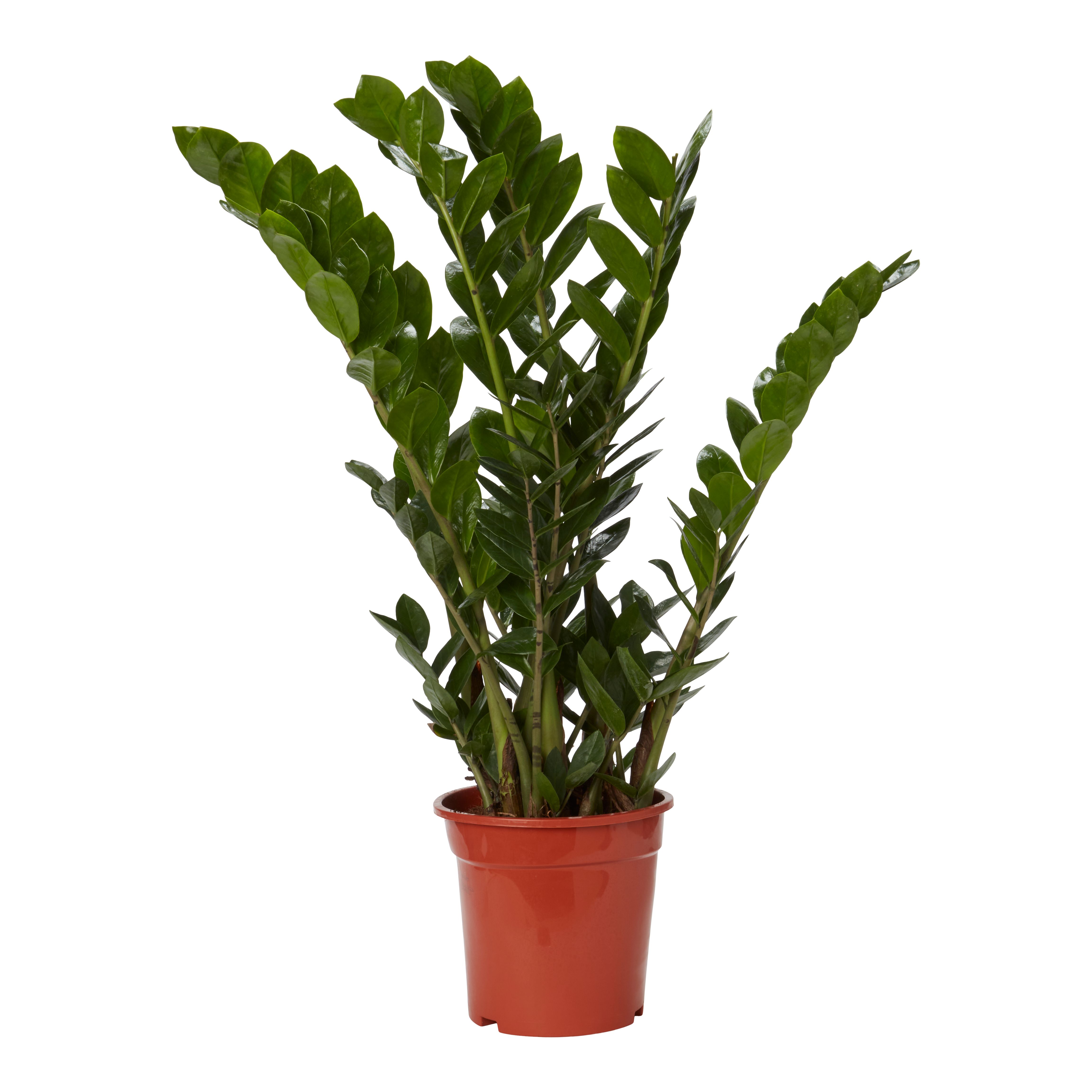 Zamiolculcas in 21cm Terracotta Foliage plant Plastic Grow pot DIY at B&Q