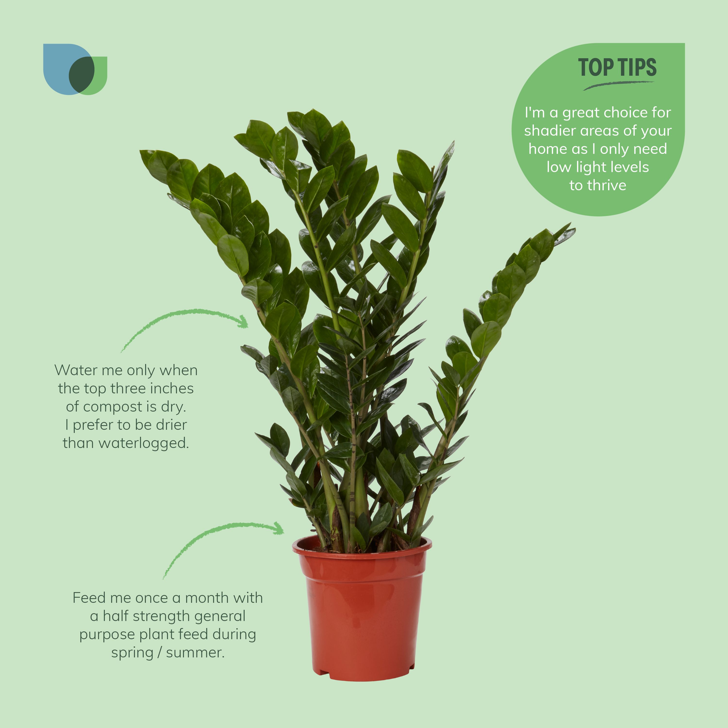 Zamiolculcas in 21cm Terracotta Foliage plant Plastic Grow pot