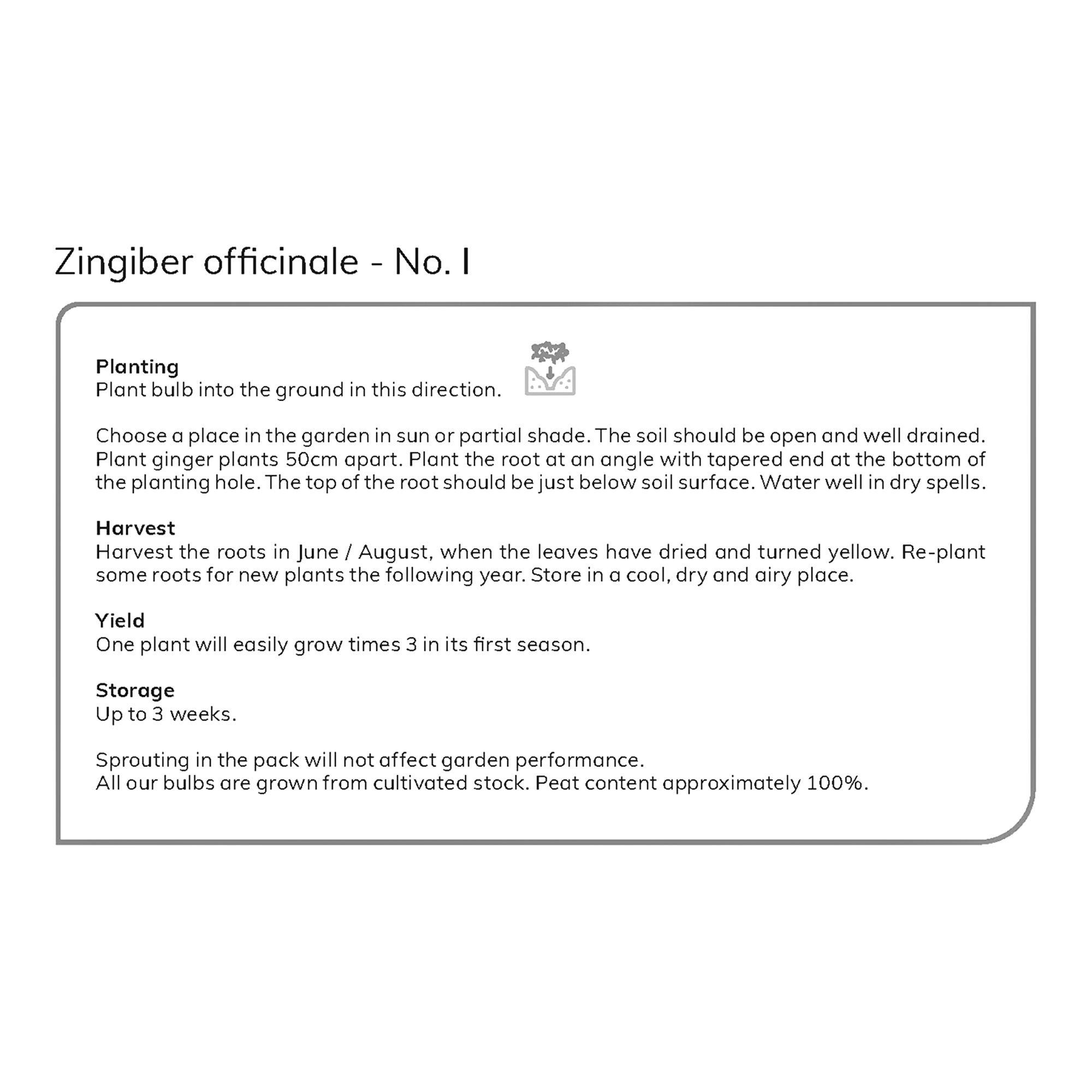 Zinibar Officinale Ginger Vegetable bulb