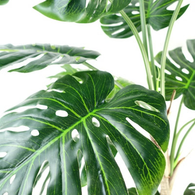 (5ft) Luxury Monstera Plant Black Pot 150cm