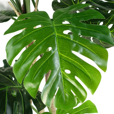 (5ft) Luxury Monstera Plant Black Pot 150cm