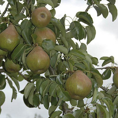 'Doyenne du Comice' Pear Patio Fruit Tree in a 5L Pot 90-110cm Tall