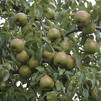 'Doyenne du Comice' Pear Patio Fruit Tree in a 5L Pot 90-110cm Tall - 3