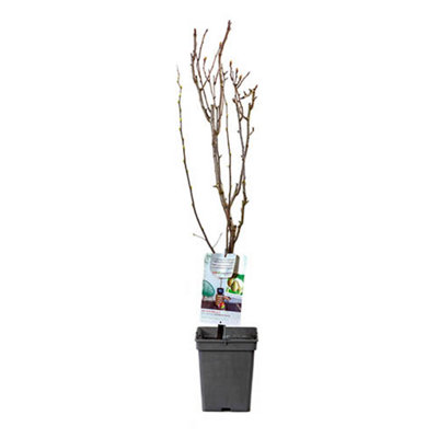 'Doyenne du Comice' Pear Patio Fruit Tree in a 5L Pot 90-110cm Tall - 5