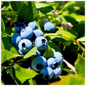 'Duke' Blueberry / Vaccinium cor. 'Duke' in 9cm Pot, Tasty Edible Fruit 3FATPIGS