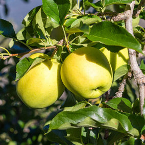 'Golden Delicious' Apple Patio Fruit Tree in a 5L Pot 90-110cm Tall Grow Your Own Fruit