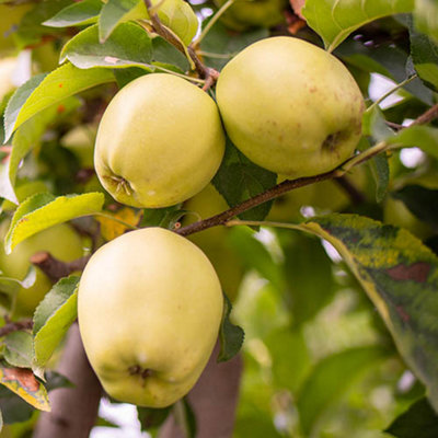 'Golden Delicious' Apple Patio Fruit Tree in a 5L Pot 90-110cm Tall Grow Your Own Fruit