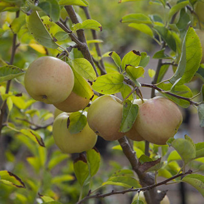 'Golden Delicious' Apple Patio Fruit Tree in a 5L Pot 90-110cm Tall Grow Your Own Fruit - 3