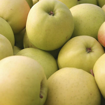 'Golden Delicious' Apple Patio Fruit Tree in a 5L Pot 90-110cm Tall Grow Your Own Fruit - 4