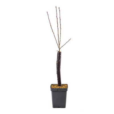 'Golden Delicious' Apple Patio Fruit Tree in a 5L Pot 90-110cm Tall Grow Your Own Fruit - 5