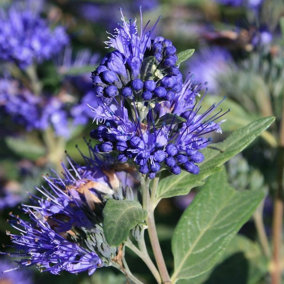 'Heavenly Blue' Caryopteris Clandonensis, In a 9cm Pot 3FATPIGS
