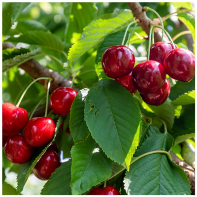 'Lapins' Cherry Tree 4-5ft, Self-Fertile & Ready to Fruit, Heavy ...