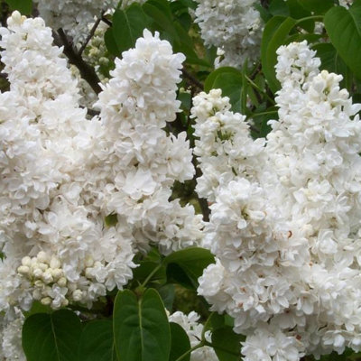 'Madame Lemoine' Syringa Vulgaris-Branched Lilac Tree Shrub in a 2L Pot ...